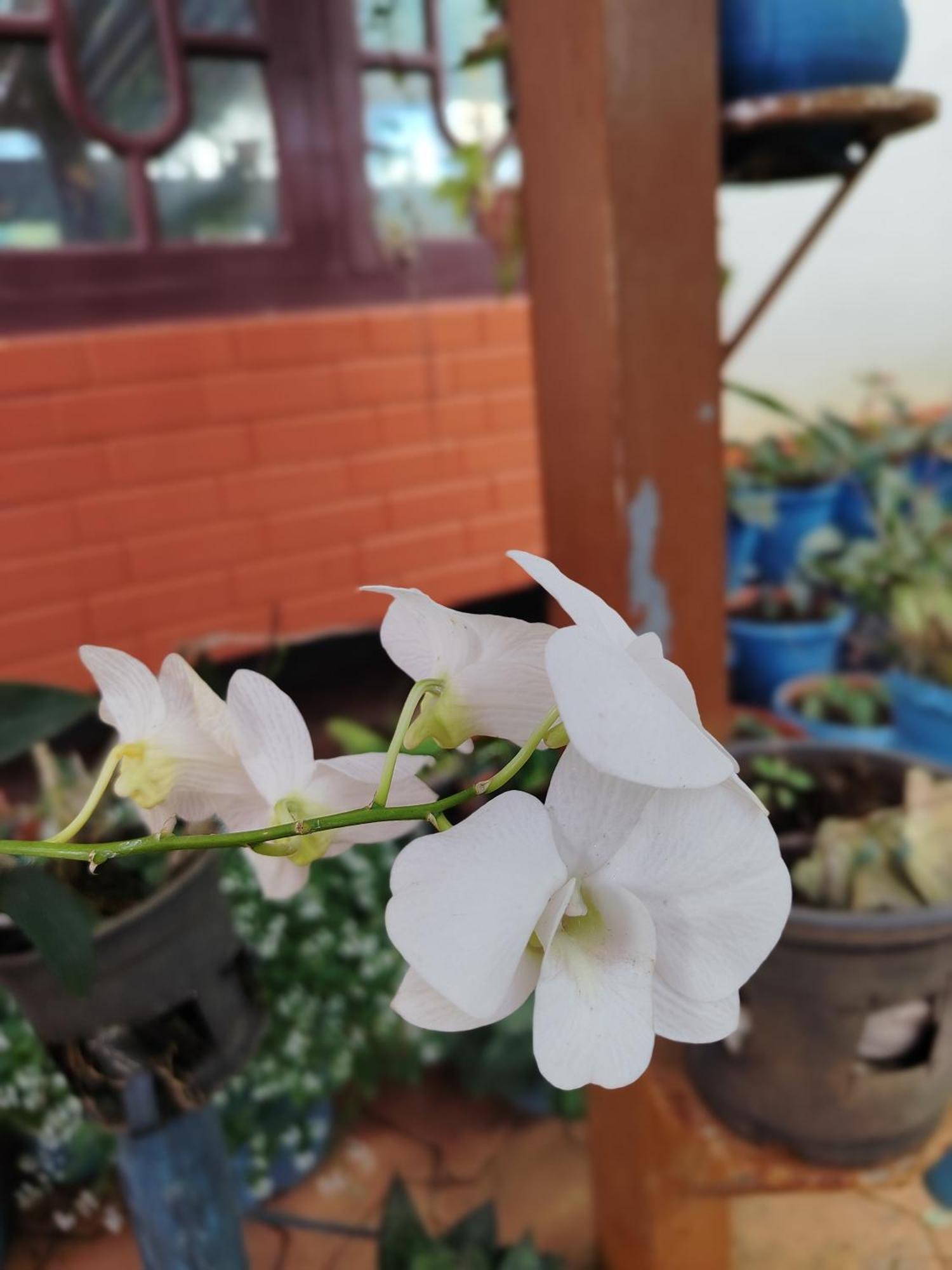 Shivalaya Homestay, Madikeri Siddāpur Kültér fotó